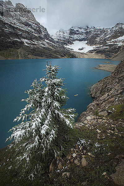 Majestätische Naturlandschaft mit immergrünem Baum am Ufer des Lake O'Hara  Yoho National Park  Alberta  Kanada