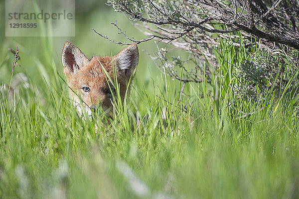 Kojotenwelpe versteckt sich im Gras und schaut in die Kamera  Jackson Hole  Wyoming  USA