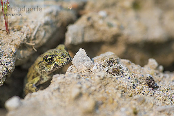 einzelne westliche Kröte (AnaxyrusÂ boreas)Â zwischen Felsen