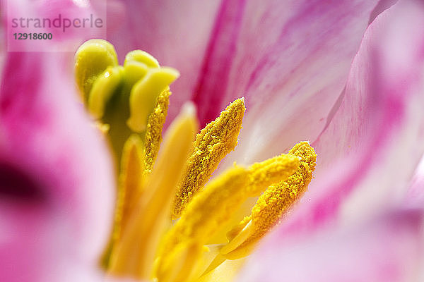 Nahaufnahme einer rosa Tulpenblüte.