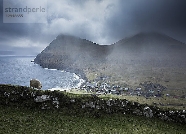 Blick auf weidende Schafe in der Nähe des Dorfes Gjogv an der Küste  Färöer Inseln