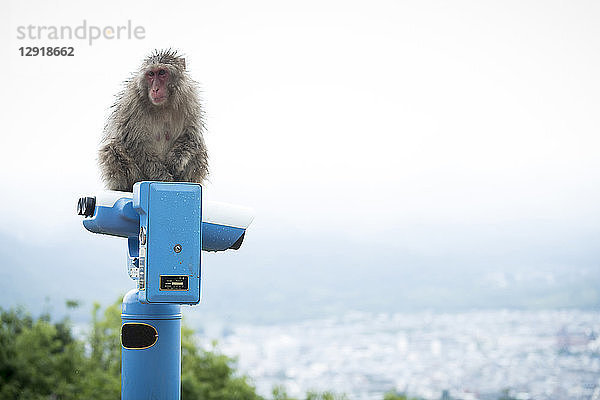 Blick auf einen einzelnen Affen  der auf einem münzbetriebenen Fernglas sitzt  Arashiyama Monkey Park  Kyoto  Japan