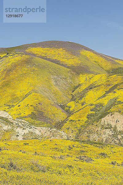 Landschaft mit gelben Wildblumen  die auf Hügeln wachsen  Carrizo Plain National Monument  Kalifornien  USA