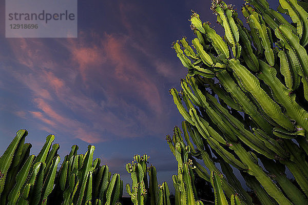 Blick auf den stimmungsvollen Himmel bei Sonnenuntergang über Kakteen  San Diego  Kalifornien  USA
