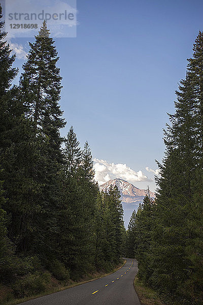 Eine gerade zweispurige Straße führt durch hohe Tannen unter einem blauen Himmel  Shasta  Kalifornien  USA