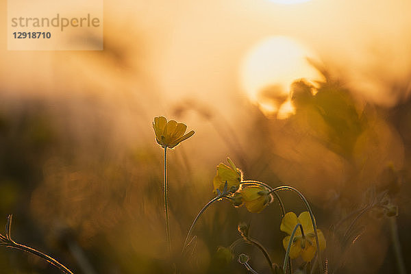 Nahaufnahme wunderschÃ¶ner WildblumenÂ bei Sonnenuntergang  Lofoten-Inseln  Norwegen