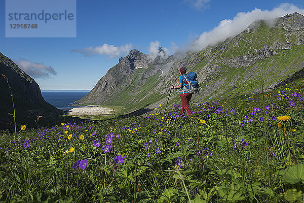 Weibliche Wanderin wandert durch eine Wiese mit Wildblumen in Richtung Horseid Strand  Moskenesoya  Lofoten Inseln  Norwegen