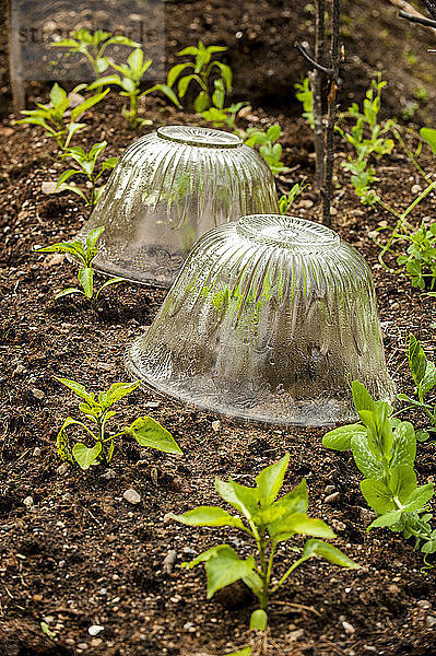 Glasschalen zum Schutz junger Setzlinge im Garten  Halifax  Nova¬ÝScotia  Kanada