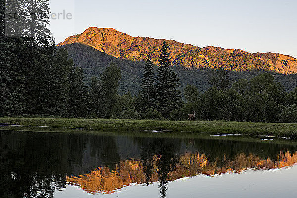 Landschaftliche Ansicht mit Hirschen in der Nähe des Sees und der San Juan Mountains bei Sonnenuntergang  Colorado  USA