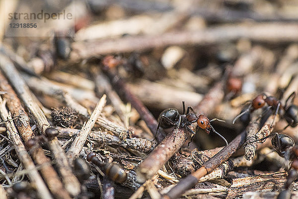 Naturfoto mitÂ NahaufnahmeÂ von Zimmermannsameisen