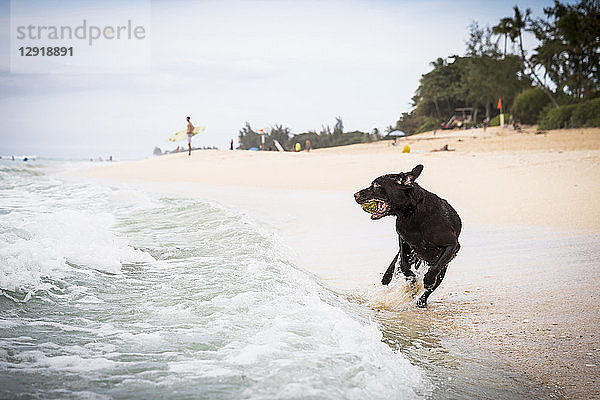 Blick auf einen Hund  der beim Spielen am Strand läuft  Oahu  Hawaii-Inseln  USA