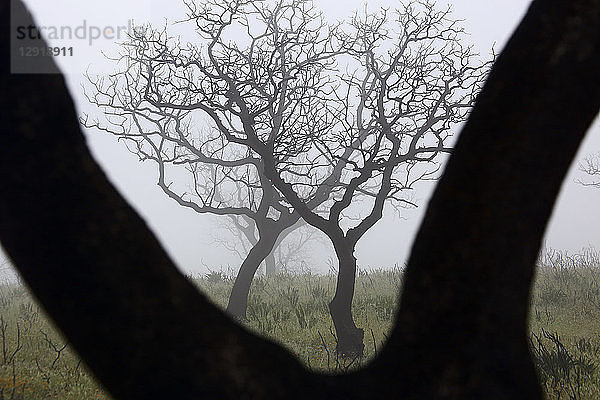 Schöne Landschaft mit Eichenwald (Quercus ilex) in der Nähe von Rio Tinto in der Morgendämmerung mit Nebel  Provinz Huelva  Spanien