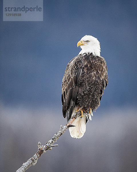 einzelner Weißkopfseeadler (Haliaeetus leucocephalus) auf einem Ast sitzend