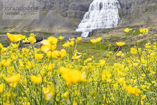 Hahnenfußblüten im Vordergrund am Dynjandi-Wasserfall  dem größten Wasserfall in den isländischen Westfjorden