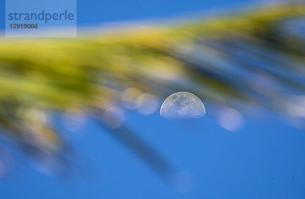 Der Mond scheint durch einen Palmwedel an einem sonnigen Tag mit klarem Himmel  Maui  Hawaii  USA