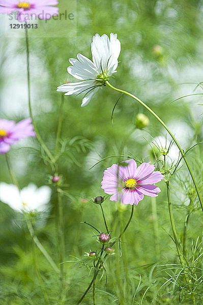 Rosa und weiß blühende Kosmosblüten  Chester  Nova Scotia  Kanada