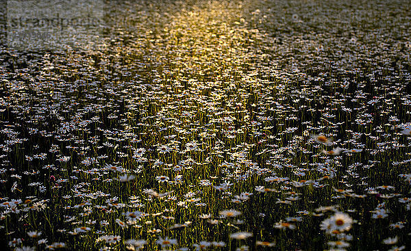 Wilde Gänseblümchen auf einer Wiese in der Morgendämmerung  Newburg  Wisconsin  USA