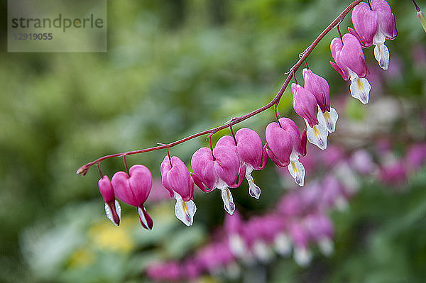 Nahaufnahme¬Ývon Stängel mit blühendem¬ÝBlutendem Herz¬ÝLamprocapnos¬Ýspectabilis¬ÝBlumen  Birmingham  Alabama  USA