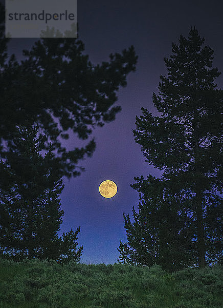 Landschaft mit Blick auf den Vollmond zwischen Kiefern bei Nacht  Cooke City  Montana  USA