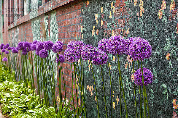 Reihe blühender Riesenzwiebeln - Allium giganteum - an einer Mauer entlang  Halifax  Nova Scotia  Kanada