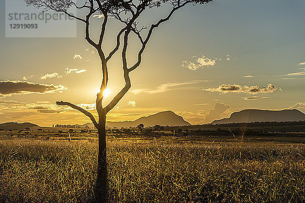 Sonnenuntergang über einer schönen Cerrado-Vegetationslandschaft mit Baumsilhouette  Chapada dos Veadeiros  Goias  Brasilien