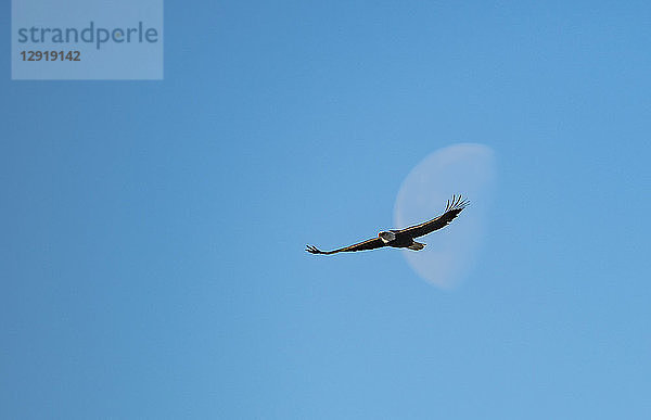 Einzelner Weißkopfseeadler (Haliaeetus leucocephalus) im Flug gegen einen klaren Himmel mit schwachem Gibbous-Mond