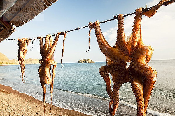 Oktopus  aufgehängt in einem Restaurant in Skala Eresou  Lesbos  Griechenland.