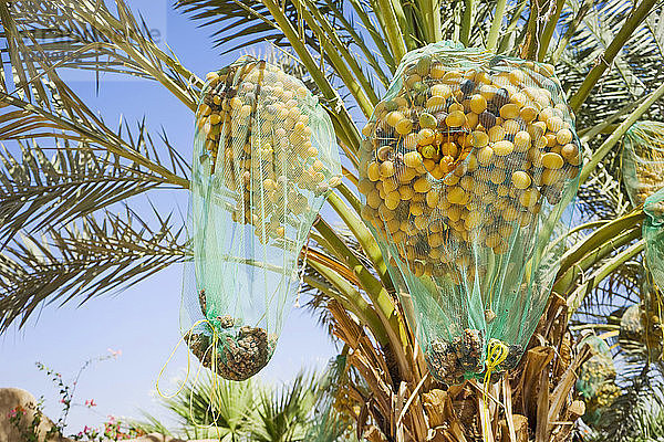 Dattelpalme mit Netzen über reifen Früchten  Wadi Rum  Gouvernement Aqaba  Jordanien
