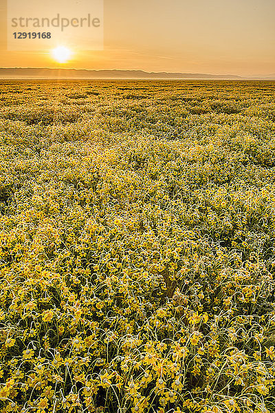 Landschaftliche Ansicht eines Feldes gelber Wildblumen bei Sonnenuntergang  Carrizo Plain National Monument  Kalifornien  USA