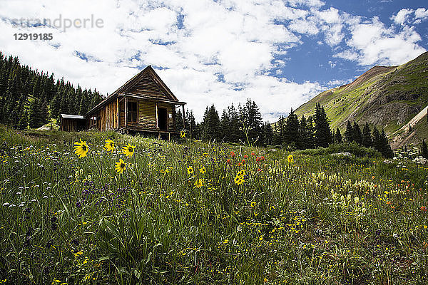 Landschaft mit Hütte auf einer Wiese mit Wildblumen am Berghang  Animas Forks  Colorado  USA