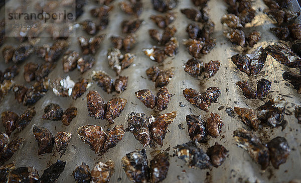 Austernbabys sind gepaart und bereit  an ein Seil geklebt zu werden  das bis zur Reifung der Austern an den Austern-Tischen befestigt wird  Marseillan  Herault  Frankreich