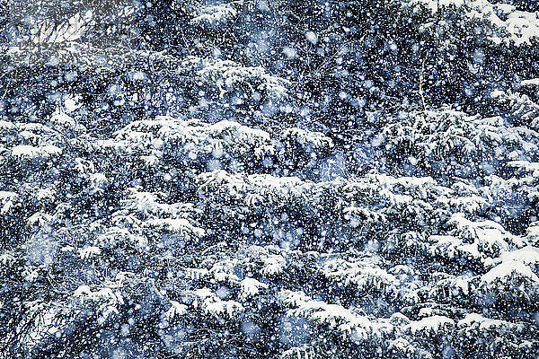 Nahaufnahme eines immergrünen Baums bei Schneefall im Winter
