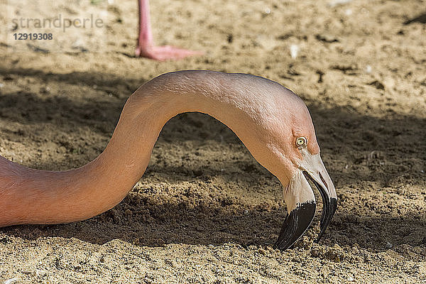 Seitenansicht des Kopfes eines chilenischen Flamingos (Phoenicopterus chilensis)  Parque das Aves  Foz do Iguacu  Bundesstaat Parana  Brasilien