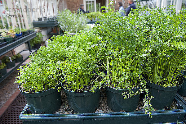 Töpfe mit Petersilie in einem Gartencenter  Halifax  Nova¬ÝScotia  Kanada