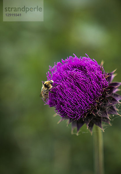 Naturfoto mit Nahaufnahme einer Biene auf einer lila Blüte