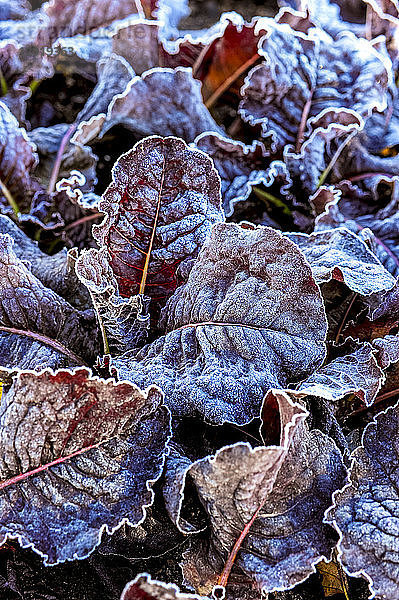 Nahaufnahme von frostbedecktem Kopfsalat in einem Garten im Herbst