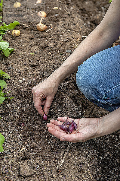 Hände einer Gärtnerin beim Pflanzen von Zwiebeln im Garten  Halifax  Nova¬ÝScotia  Kanada