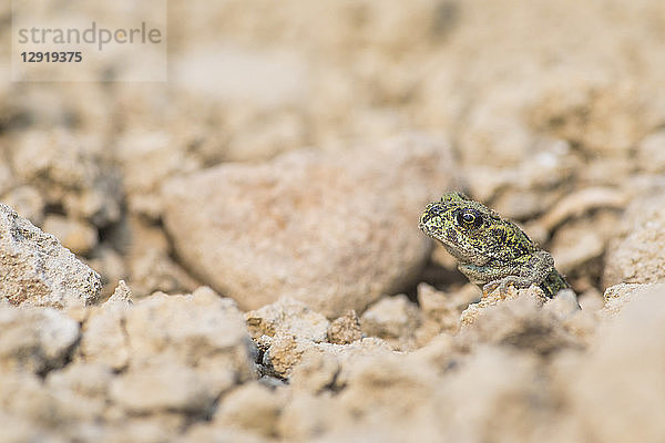 einzelne Erdkröte (Anaxyrus boreas) zwischen Felsen