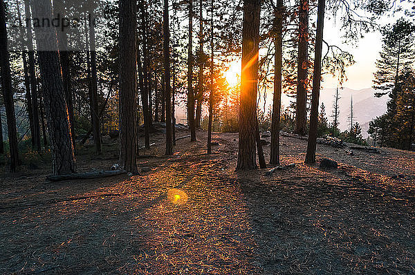 Die Sonne scheint zwischen den Bäumen während des Sonnenuntergangs im Wald  Yosemite National Park  Kalifornien  USA