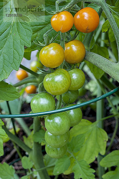 Nahaufnahme¬Ývon wachsenden Kirschtomaten  Halifax  Nova¬ÝScotia  Kanada