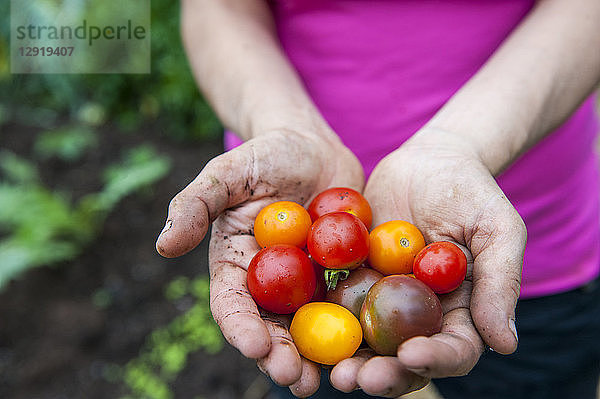 Eine Frau hält einen Strauß frisch gepflückter Kirschtomaten in den Händen  Halifax  Nova¬ÝScotia  Kanada