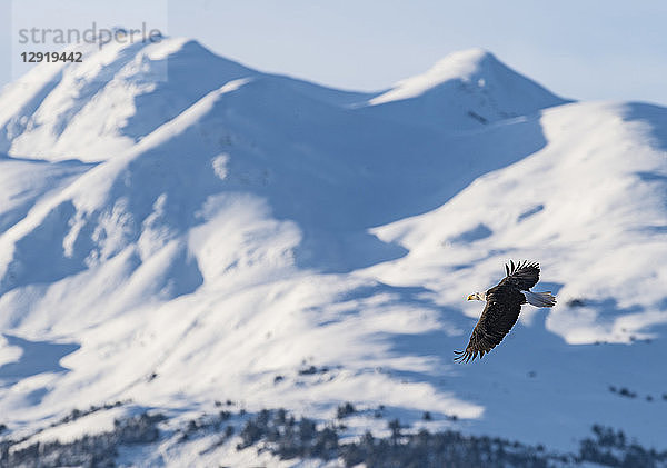 WeißkopfseeadlerÂ (HaliaeetusÂ leucocephalus) im Flug gegen schneebedeckte Berge