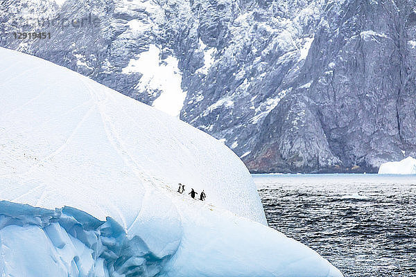 Entfernte Ansicht einer Gruppe von Zügelpinguinen (Pygoscelis antarcticus) auf einem Eisberg in der Nähe der Laurie-Insel  Süd-Orkney-Inseln  Antarktis