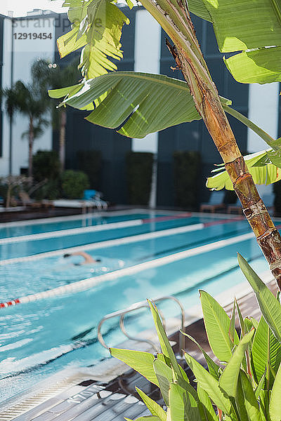 Palme vor einem Mann  der tagsüber in einem Hotelpool schwimmt  Mallorca  Balearische Inseln  Spanien