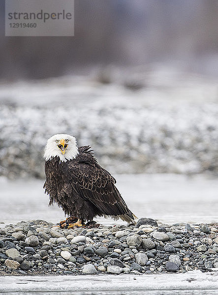 einzelner WeißkopfseeadlerÂ (HaliaeetusÂ leucocephalus)