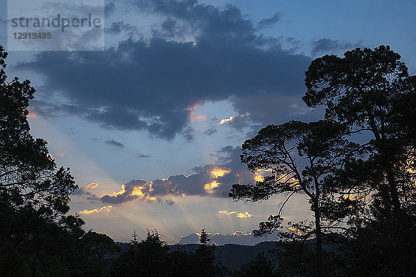 Landschaft mit Silhouette von Bäumen in Rancho Santa Elena bei Sonnenaufgang  Hidalgo  Mexiko