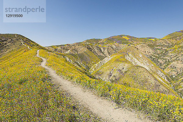 Landschaft mit Wanderweg auf einem Hügel zwischen gelben Wildblumen  Carrizo Plain National Monument  Kalifornien  USA