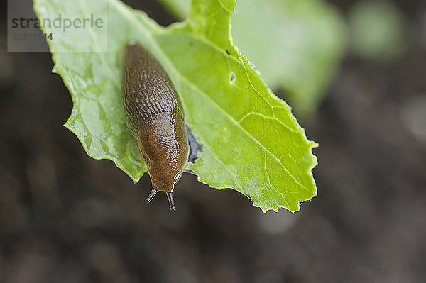 Braune Schnecke auf grünem Blatt  Halifax  Nova¬ÝScotia  Kanada