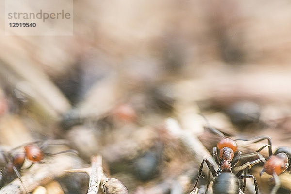 Naturfoto mit Nahaufnahme von Zimmermannsameisen