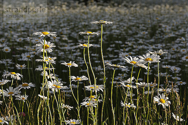 Nahaufnahme¬Ývon wilden Gänseblümchen auf einer Wiese  Newburg  Wisconsin  USA